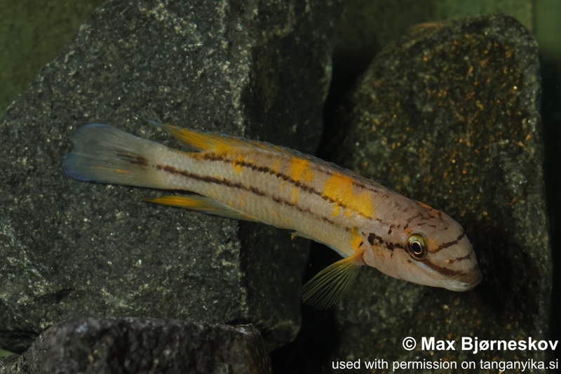Chalinochromis sp. 'bifrenatus south' Wampembe